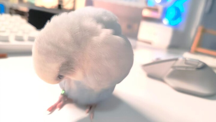 The little bird is eating, so I spin the table 😈