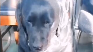 “When the police dog was on patrol and was watched by others, it held its head high and was full of 