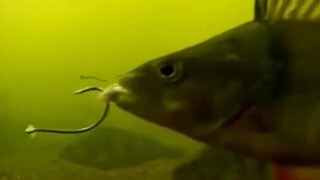 Makan umpan ikan adalah kebohonganmu