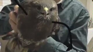 Suggestion: Shake Eagle