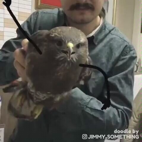 建议改成：抖  鹰