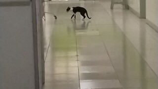 miau miau