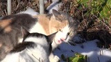 猫の喧嘩 Cat Fight