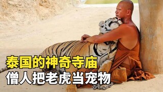 Thailand's miraculous temple, where everyone has a tiger as a pet—yet beneath the Buddhist glow lies
