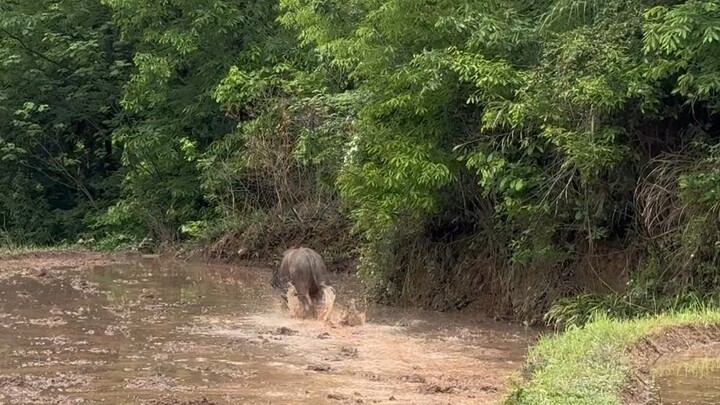 Xây dựng các gờ ruộng