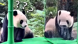 《动物迷惑行为大赏221》