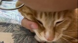 [Động vật]Gãi lưng cho chú mèo trần như nhộng