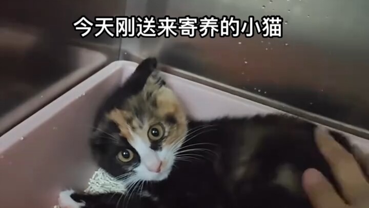 Đóng cửa: Lão đăng. Mở cửa: Lão đại.
