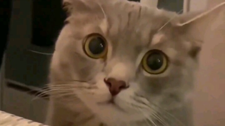 Kucing: Jadi, apakah cinta itu akan menghilang?