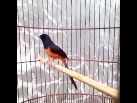 Woy!!! PANCING BIRAHI UNTUK MURAI BATU MACET