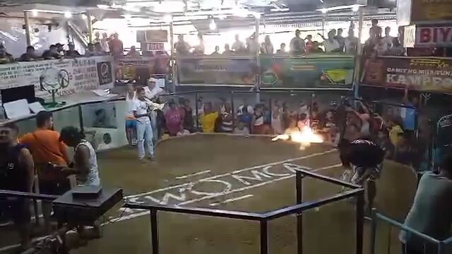 2ndfight white hutch 🐓🐓🐓