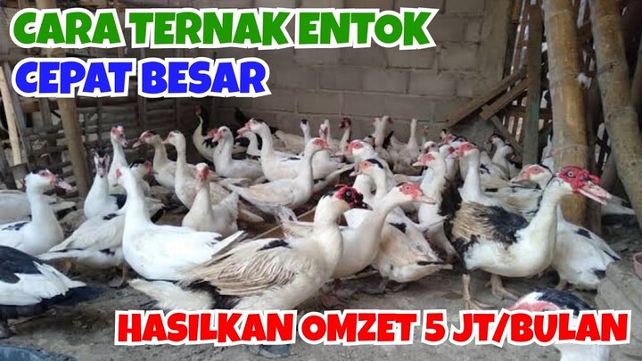 TERNAK ENTOK, IRHAM PETERNAK MUDA YANG SUKSES BUDIDAYAKAN ENTOK HIAS, OMZET 5 JUTA PER BULAN