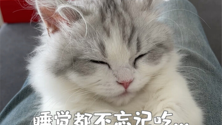 Stop tickling me—this kitty’s totally sleepy!