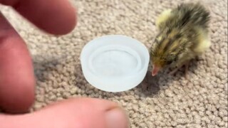 Nuôi một bầy chim cút con là cảm giác thế nào nhỉ? Sợ quá, lỡ tay nhặt phải một con mất thôi