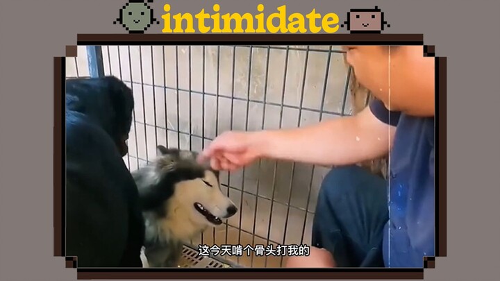 “Memanfaatkan kekuatan anjing”