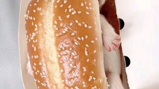 Literal na may Dog 😊