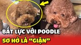 Chú chó Poodle sơ hở là GIẬN khiến chị chủ BẤT LỰC 😂 | Yêu Lu