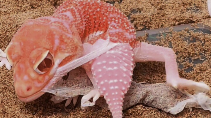 Little Flame Molts — Super Stress-Relieving! Modified Version