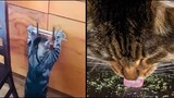 Cat Breaks into Catnip Vault - FUNNY ANIMAL VOICEOVERS