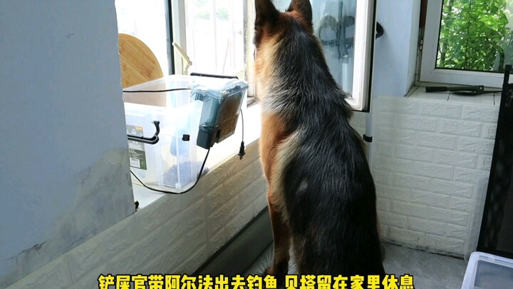 After the German Shepherd noticed its owner and the Border Collie had gone out, its reaction was so 