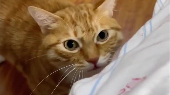 In case you’ve never seen a cat hiccup