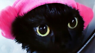 给五只猫洗澡？厉害了！