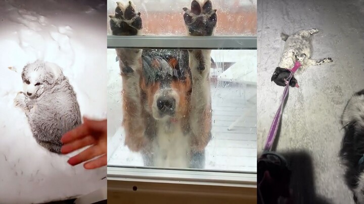 Officer, the dog did this willingly—it wasn’t forced.