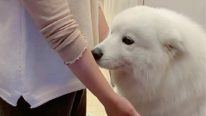 白白发现妈妈在外面摸了别的狗，气的变成一只小海豹