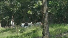 Gadis Gembala Kambing (2019) 1080pCredit DSM