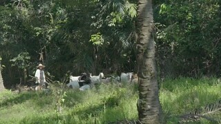 Gadis Gembala Kambing (2019) 1080pCredit DSM
