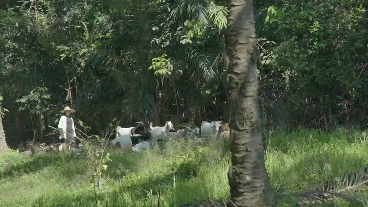 Gadis Gembala Kambing (2019) 1080pCredit DSM