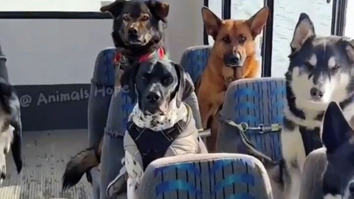 Haima International Media | Overseas Influencers Capture Dogs’ Daily School Routines!