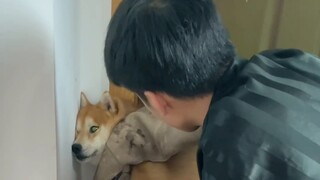 Đôi khi Shiba Inu Kaikai cố tình để lộ bụng để người khác chạm vào, nhưng khi bị chạm vào sẽ bất ngờ