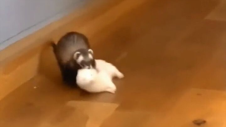 A netizen’s pet ferret loves to carry things around. One day, it actually “brought home” a wife—and 