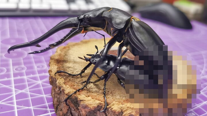 How do beetles mate? The giraffe sawing a shovel is a wrong demonstration, which made me laugh.