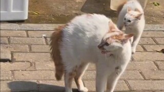 小猫咪：不管了，先哈一个！