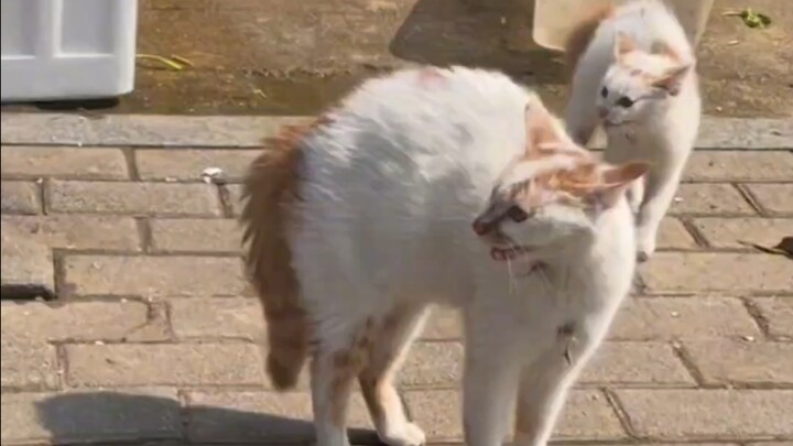 เจ้าเหมียว: ช่างเถอะ ขอหอมก่อน!