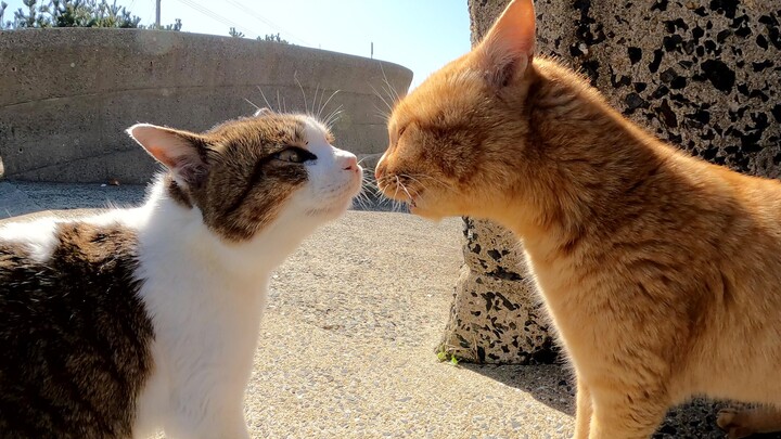 Hai chú mèo áp mũi vào nhau để cãi nhau
