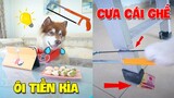 Thú Cưng Vlog | Chó Ngáo Husky Troll Bố #1 | Chó thông minh vui nhộn | Smart dog funny cute pets