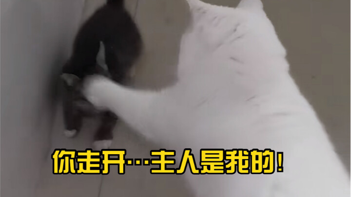 Ternyata anak kucing ini sangat cemburuan! Tidak tahan melihat ibunya menyentuh kucing lain sedikit 