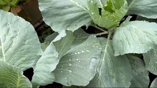 Home organic vegetables