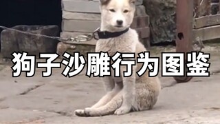 狗子沙雕行为图鉴