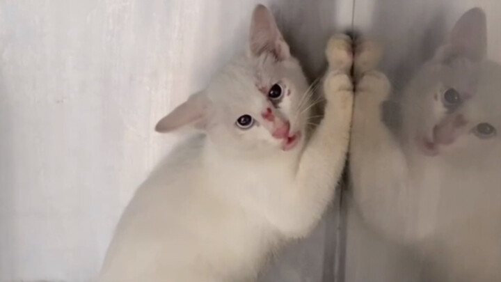 الاختطاف بدل الشراء: هدّوا مستشفى الحيوانات الأليفة فقط لكي يمسكوا بالقط!