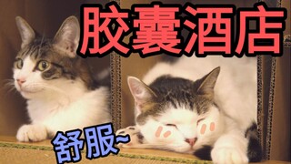 猫咪胶囊酒店！入住率竟高达75%！