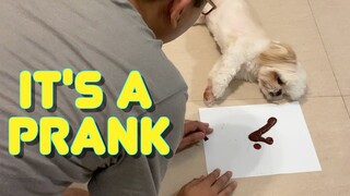 Shih Tzu Dog Pranks Owner On April Fools' Day | How Did He Do It?