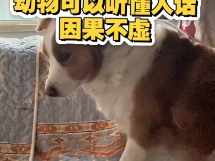 Về cơ bản, mọi loài động vật đều có thể hiểu tiếng người, nhưng con người thì hiếm khi hiểu được chú