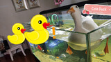A Duck Is Swimming in a One-Meter Fish Tank