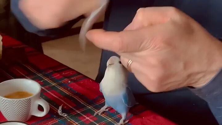 Cute Little Bird Opening A Sachet of Sugar For His Owner.