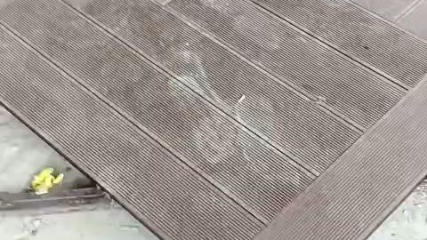 cara masang wpd dacking