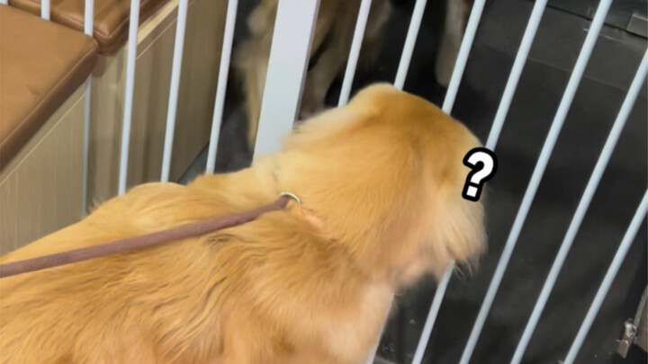 When the little golden retriever met another dog for the first time...
